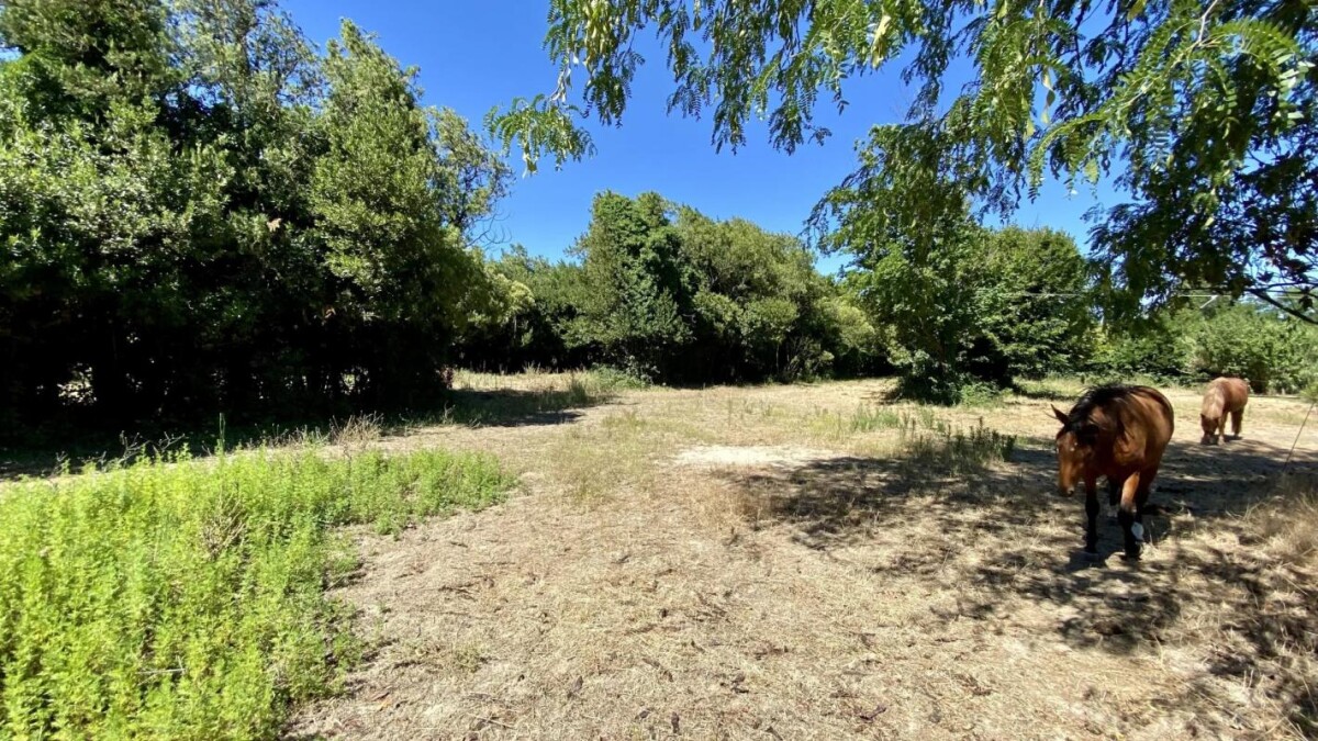 Photo 6 : Mas entièrement rénové aux portes des Alpilles