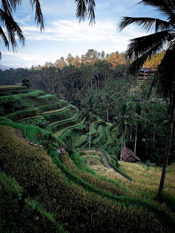 Photo 19 : À vendre : 3 villas neuves Bali – Investissement d'exception Ubud, Bali