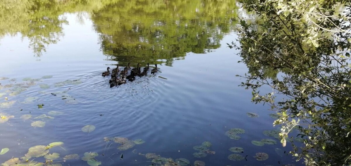 Photo 7 : Propriété avec deux étangs de pêche près de Soissons