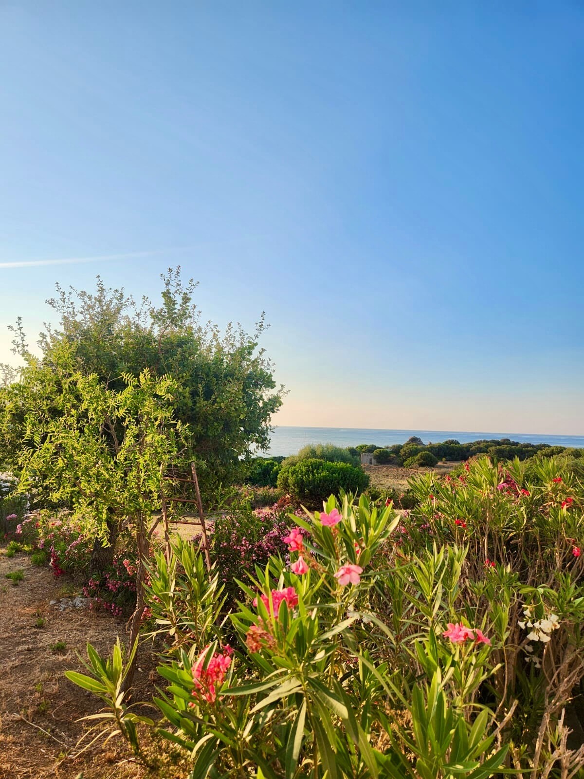 Photo 1 : T3 avec belle terrasse Marine de Davia