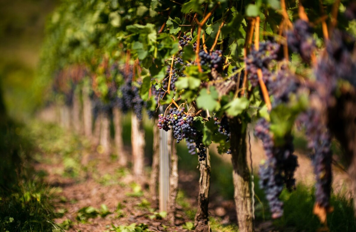Photo 1 : Propriété viticole POMEROL